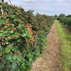 May include: A row of blackberry bushes with ripe blackberries growing on them. The bushes are planted in rows along a dirt path with wood chips as mulch.