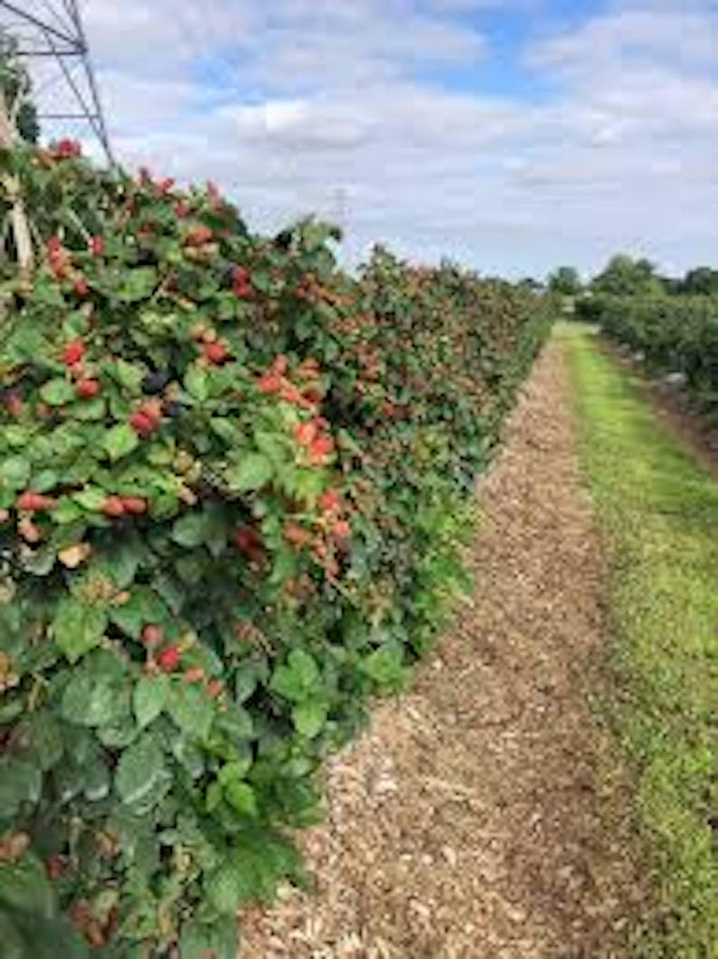 May include: A row of blackberry bushes with ripe blackberries growing on them. The bushes are planted in rows along a dirt path with wood chips as mulch.