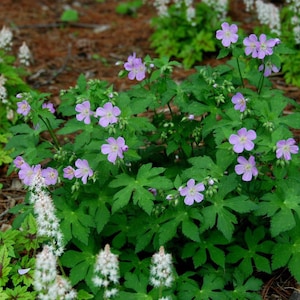 May include: A close-up of a patch of purple wildflowers with green leaves. The flowers are in bloom and have a delicate, feminine appearance.