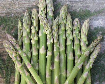 10 Mary Washington Asparagus officinalis Bare Roots