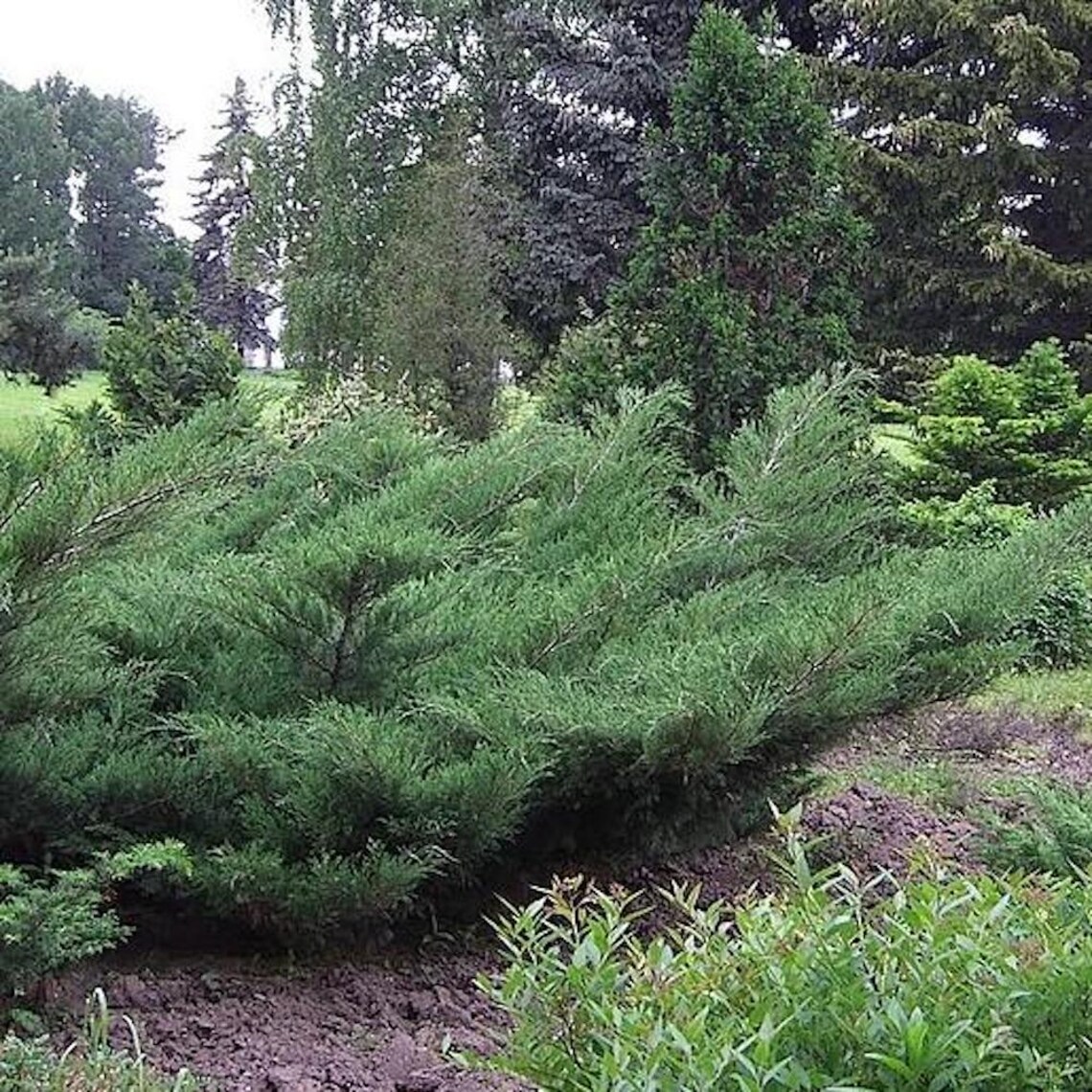 Shrub Plug 5 Nicks Compact Juniper Shrub Plugs: Blue-green Evergreen - Etsy