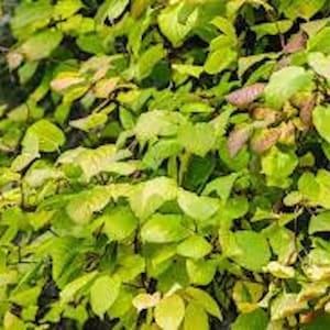 May include: Close-up of vibrant green and yellow leaves with hints of pink and red. The leaves are dense and clustered, creating a lush, textured appearance. The image captures the natural beauty of foliage, possibly from a tree or bush.