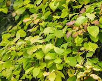 3 Issai Hardy Kiwi Plant: Self-Pollinating Fruit Vine Starter