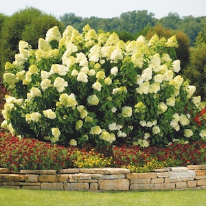 May include: A large, lush hydrangea bush with creamy white flower clusters. The bush is surrounded by green foliage and sits above a bed of red and yellow flowers, with a stone wall in the foreground. The background features green trees and a blue sky.