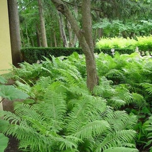 5 Ostrich Fern Bare Root Fiddlehead Matteuccia Struthiopteris Perennial Wildflower Transplant image 5