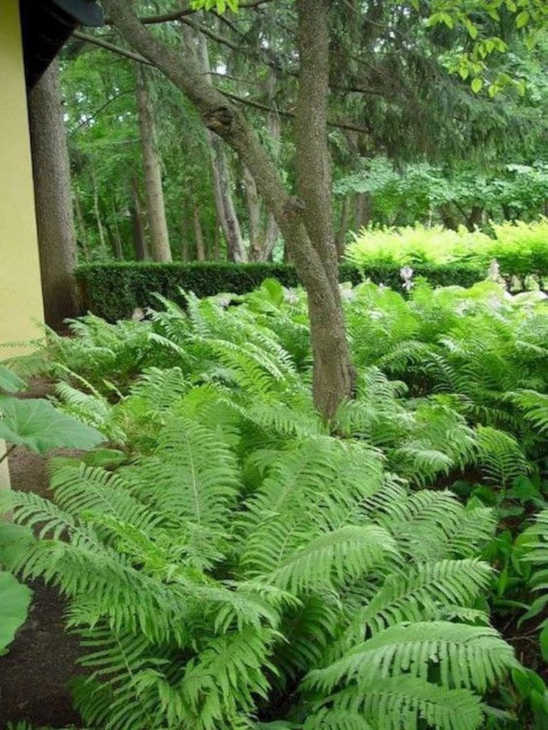 Ostrich fern, Matteuccia struthiopteris (L.) Todaro