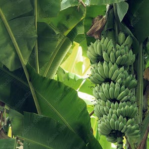 May include: A cluster of unripe green bananas hangs from a banana tree, surrounded by large, vibrant green leaves. The image captures the natural beauty of a tropical fruit plant, showcasing the bananas' growth stage and the lush foliage.