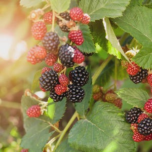 K&ouml;nnte beinhalten: Nahaufnahme eines Brombeerstrauchs mit reifen, schwarzen Brombeeren und unreifen, roten Beeren. Gr&uuml;ne Bl&auml;tter und St&auml;ngel sind sichtbar, mit Sonnenlicht, das die Szene beleuchtet. Das Bild zeigt die nat&uuml;rliche Sch&ouml;nheit der Frucht.