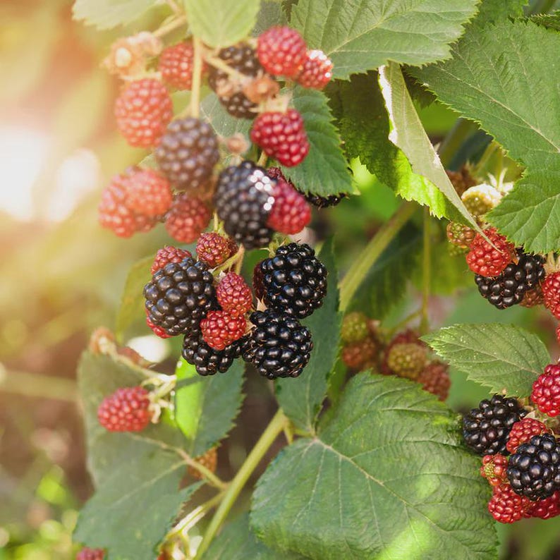 K&ouml;nnte beinhalten: Nahaufnahme eines Brombeerstrauchs mit reifen, schwarzen Brombeeren und unreifen, roten Beeren. Gr&uuml;ne Bl&auml;tter und St&auml;ngel sind sichtbar, mit Sonnenlicht, das die Szene beleuchtet. Das Bild zeigt die nat&uuml;rliche Sch&ouml;nheit der Frucht.