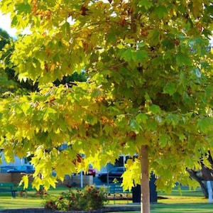 May include: A vibrant tree with lush green and yellow leaves, set against a backdrop of a park with benches and buildings. The tree's trunk is visible, and the leaves are illuminated by sunlight, creating a bright and inviting scene.