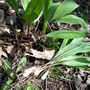 May include: Close-up of wild ramps, also known as wild garlic, growing in the forest. The plants have long, green leaves and white bulbs.