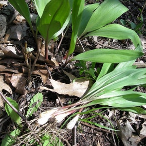 20 Wild Ramps Bulbs Only Bare Roots Wild Leeks Allium tricoccum image 1