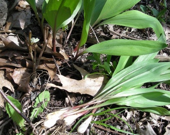 50 Wild Ramps Bulbs Only Bare Roots Wild Leeks Allium tricoccum Organic Bulbs For Planting