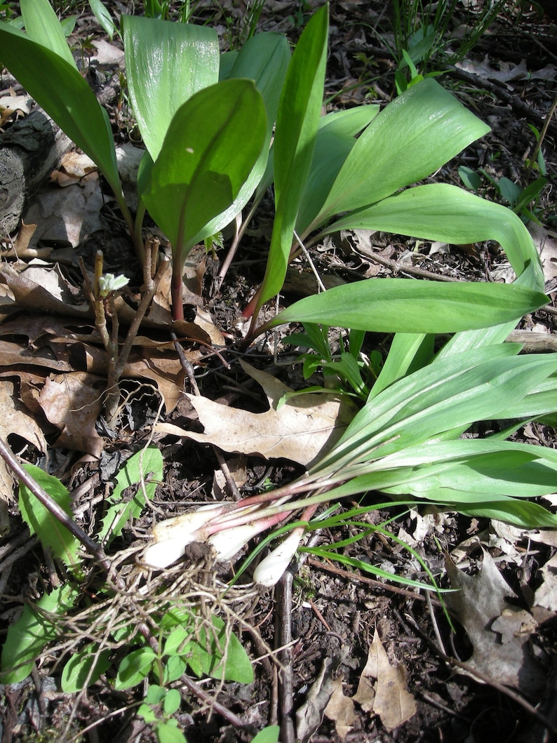 20 Wild Ramps Bulbs Only Bare Roots Wild Leeks Allium tricoccum image 1