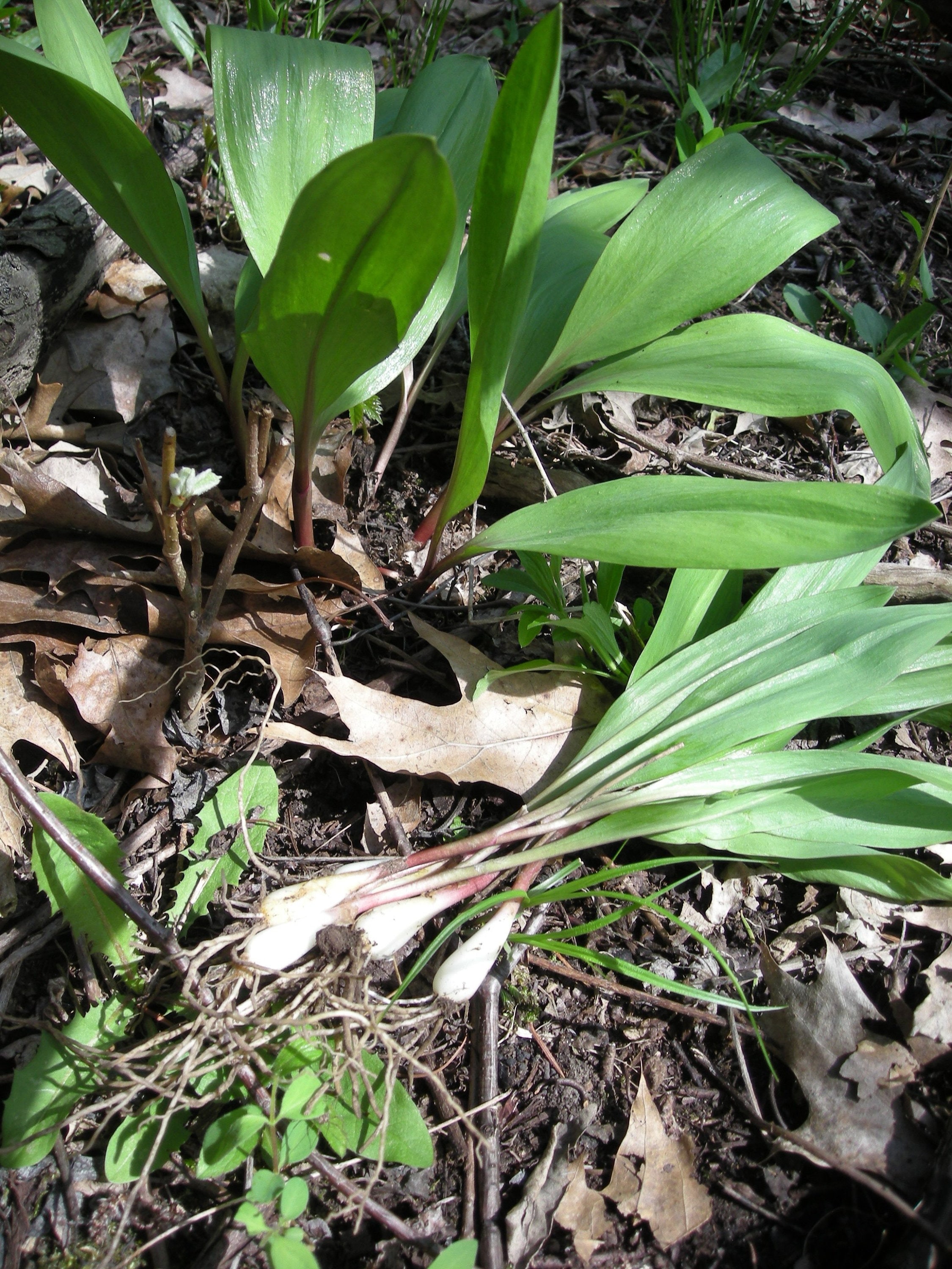 Wild Ramps Wild Leeks Bulbs Only Bare Roots Allium tricoccum Premium Perennials Organic Bulbs For Planting