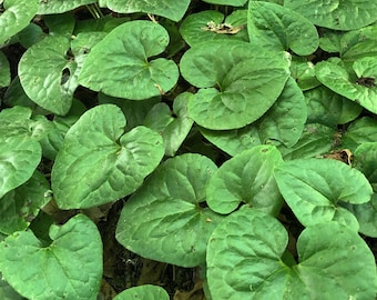 20 Wild Ginger Plants Asarum Canadense Bare Root Wildflower Native Organic Planting Stock Perennial