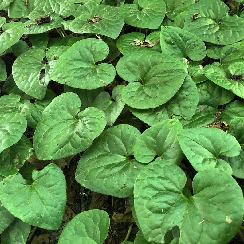 10 Wild Ginger Plants Bare Roots Asarum Canadense Organic Planting Stock Perennial image 3