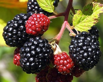 May include: Close-up of a cluster of blackberries and raspberries on a branch. The blackberries are a deep, shiny black, while the raspberries are a vibrant red. Green leaves and a reddish stem complete the image.