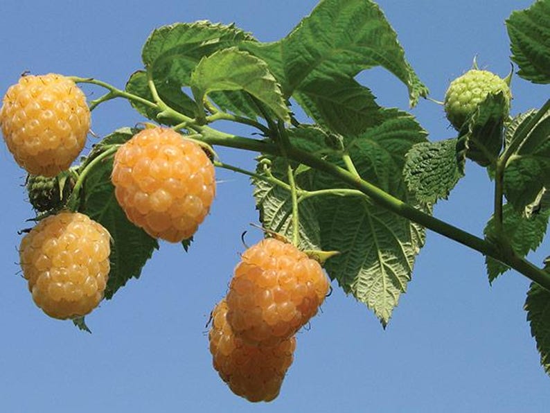5 Fall Gold Raspberry Plant Starter Plugs - Thornless Rubus Ideaus - Etsy
