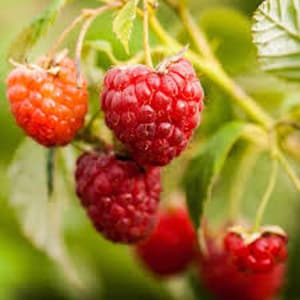 May include: Close-up of ripe red raspberries growing on a green bush. The raspberries are clustered together and have a shiny, juicy appearance.