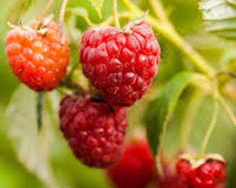 May include: Close-up of ripe red raspberries growing on a green bush. The raspberries are clustered together and have a shiny, juicy appearance.