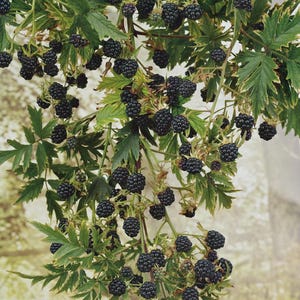May include: A close-up image of a blackberry vine laden with ripe, dark purple berries. The berries are clustered together, contrasting with the green leaves with yellow edges. The image showcases the natural beauty of the fruit and foliage.