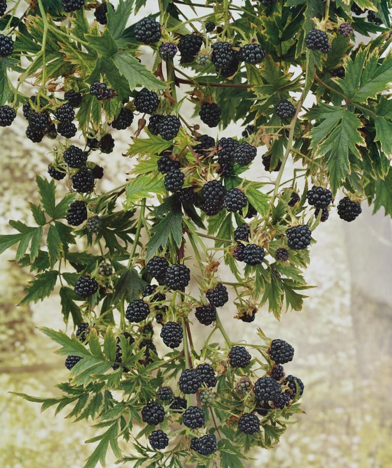 May include: A close-up image of a blackberry vine laden with ripe, dark purple berries. The berries are clustered together, contrasting with the green leaves with yellow edges. The image showcases the natural beauty of the fruit and foliage.