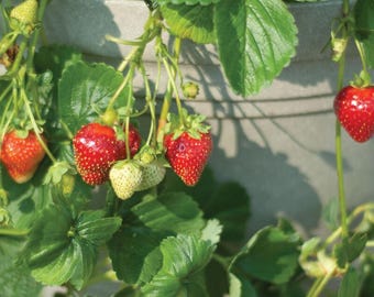50 Seascape Strawberry Bare Roots - Fragaria × ananassa