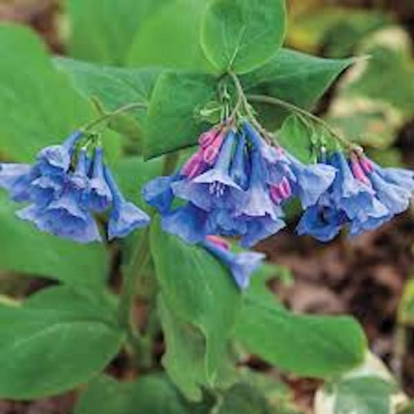 10 Virginia Bluebell Mertensia virginica Wildflower Bare Roots