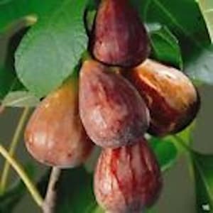 May include: A cluster of five ripe figs, with a mix of purple, brown, and green hues, hanging from a branch.
