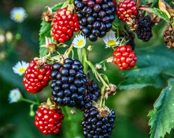 May include: Close-up of a cluster of ripe blackberries and raspberries on a green leafy branch. The blackberries are a deep, dark purple, while the raspberries are a vibrant red. Small white flowers are scattered around the berries.