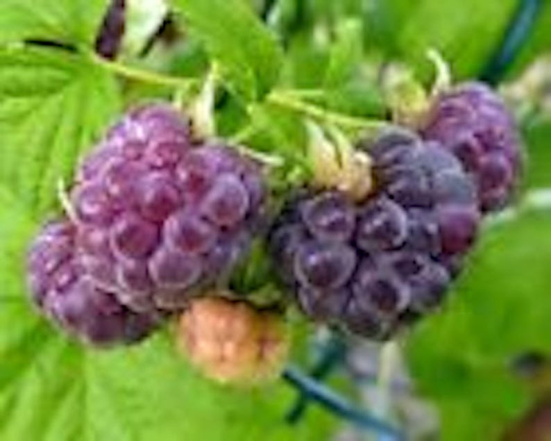 Puede incluir: Primer plano de un racimo de moras negras maduras que crecen en una vid. Las bayas son de color morado oscuro y tienen un acabado brillante.