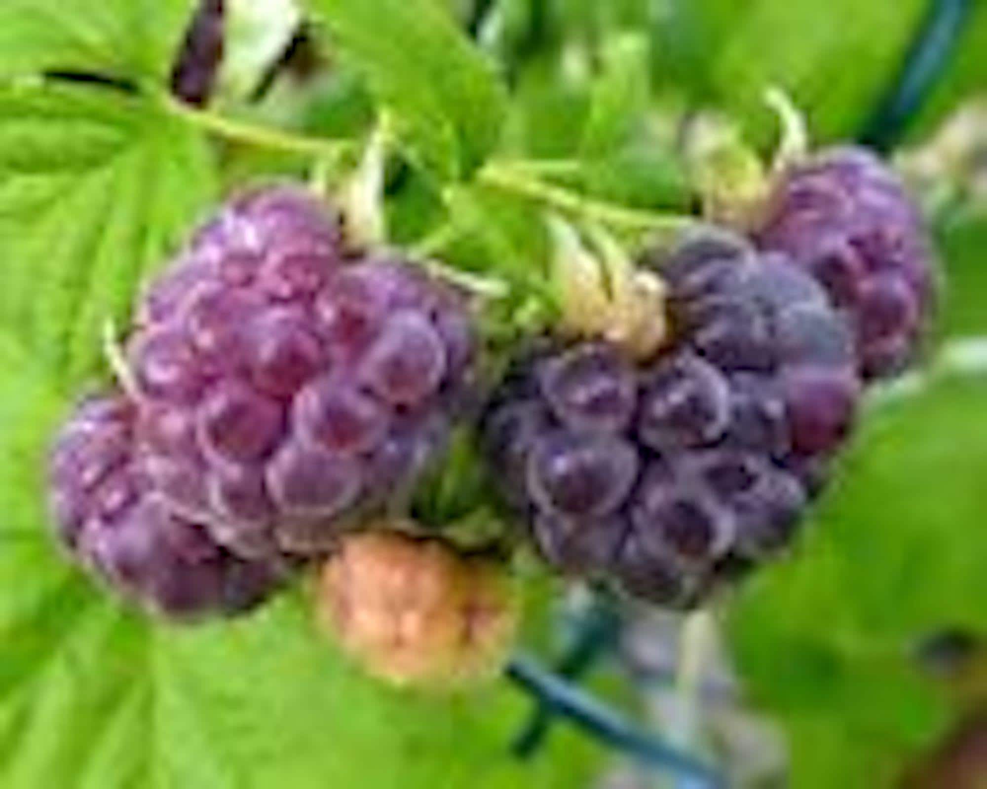 10 Glencoe Raspberry Plants Thornless Purple Raspberry Starter Plant ...