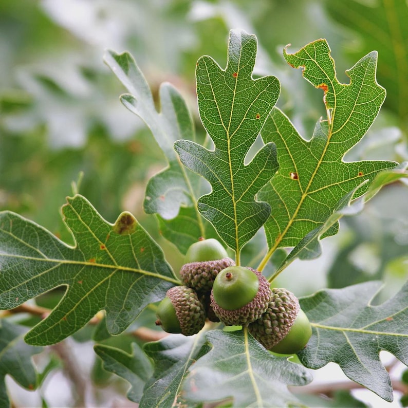 5 White Oak Tree 12-24" Quercus Alba Bare Root Starter Plant - Etsy