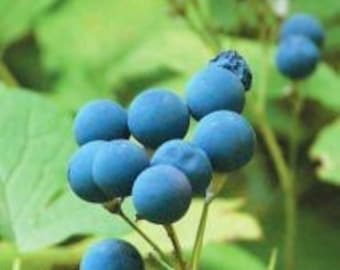 5 Blue Cohosh Plants Bare Root Caulophyllum Thalictroides Organic Perennial Botanical Plant