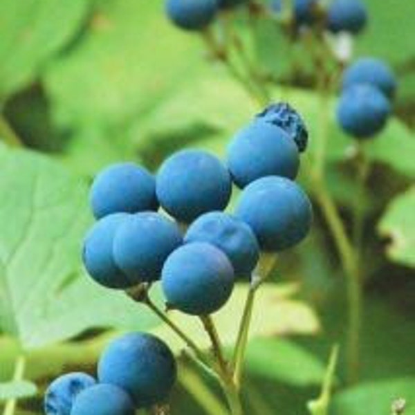 10 Blue Cohosh Plants Bare Root Caulophyllum Thalictroides Organic Perennial Botanical Plant