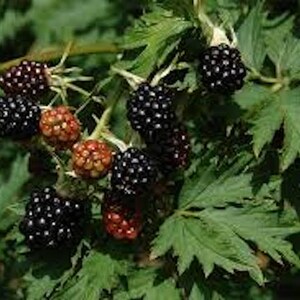 May include: Close-up of a blackberry bush with green leaves and clusters of ripe, black berries. Some berries are still in the process of ripening, showing a reddish-brown color. The image highlights the natural beauty of the fruit.