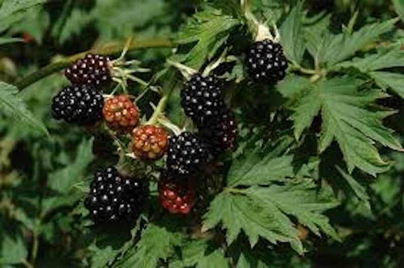May include: Close-up of a blackberry bush with green leaves and clusters of ripe, black berries. Some berries are still in the process of ripening, showing a reddish-brown color. The image highlights the natural beauty of the fruit.
