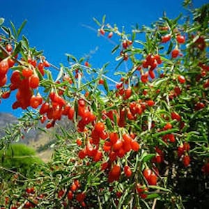 3 Goji Berry Plant Lycium barbarum Fruit Starter Plant