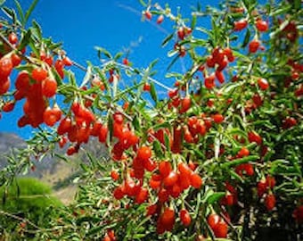 3 Goji Berry Plant Lycium barbarum Fruit Starter Plant