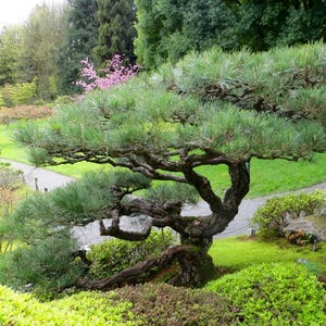 May include: A mature, sculpted pine tree with lush green needles and a dark, textured trunk. The tree is set in a garden with a winding path, green grass, and various shrubs, creating a serene landscape.
