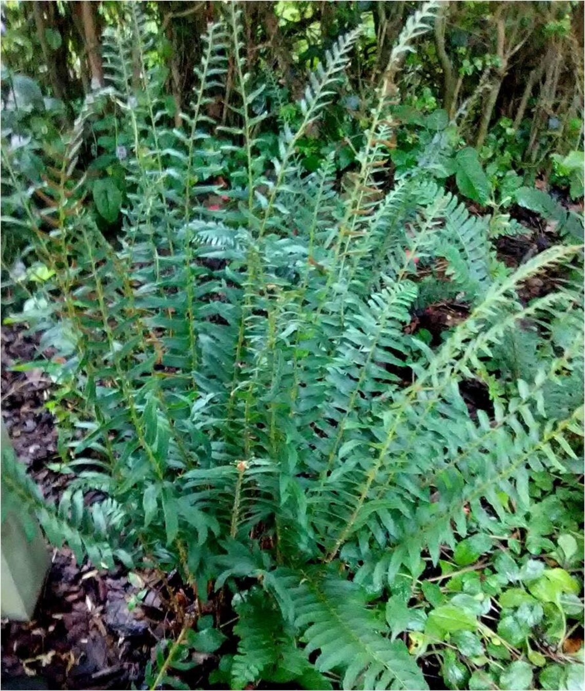 50 Christmas Ferns Bare Root Polystichum Acrostichoides Etsy