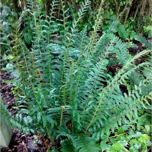 50 Christmas Ferns Polystichum Acrostichoides Bare Root Native Wildflower Perennial Evergreen