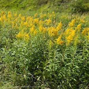 May include: A field of bright yellow goldenrod flowers in bloom. The flowers are clustered together in a dense patch, creating a vibrant display of color.