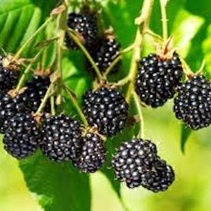 May include: A close-up of a branch of a blackberry bush with ripe blackberries hanging from the stems. The berries are clustered together and have a shiny, dark appearance.