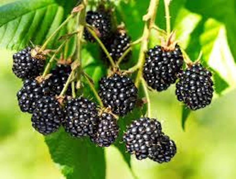 May include: A close-up of a branch of a blackberry bush with ripe blackberries hanging from the stems. The berries are clustered together and have a shiny, dark appearance.