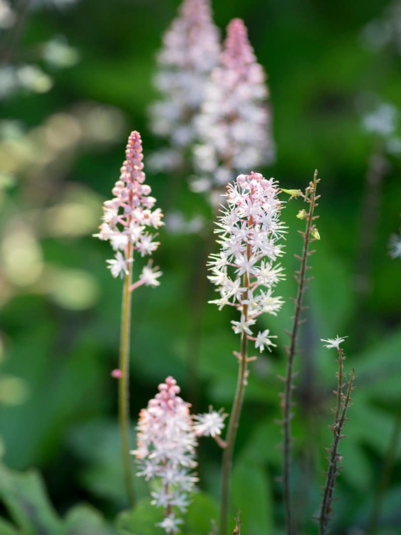 10 Foam Flower Bare Root Tiarella cordifolia bild 6