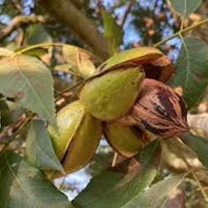 1 Pecan Tree 12-24in Tall Carya illinoinensis Hardy Pecan Bare Root