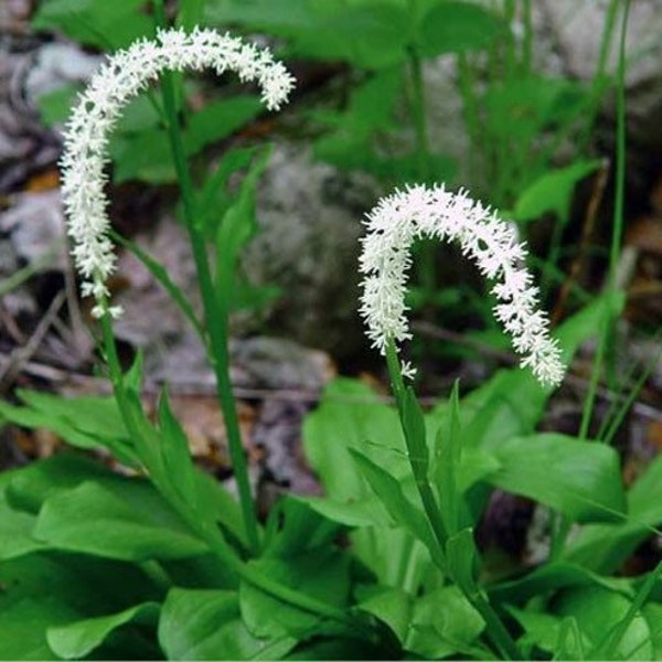 10 False Unicorn Plants Bare Roots Chamaelirium Luteum Star Root Organic Plant