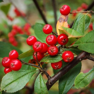 May include: Close-up of a branch with vibrant red berries and green leaves. The berries are small, round, and clustered together, contrasting with the dark brown branches and the green foliage. The image is well-lit, highlighting the textures and colors.